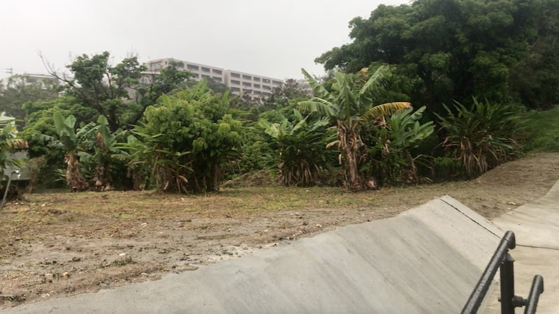 沖縄の草刈りを終えた畑の様子