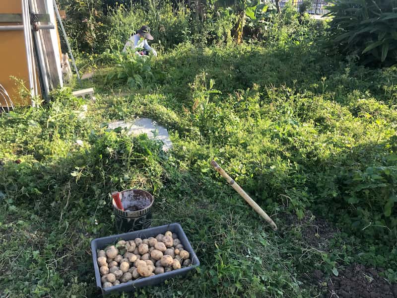 草が生い茂っている畑でじゃがいもをほった後の様子