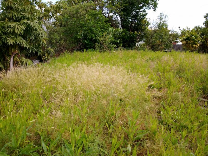 まったく草刈りをされていない畑