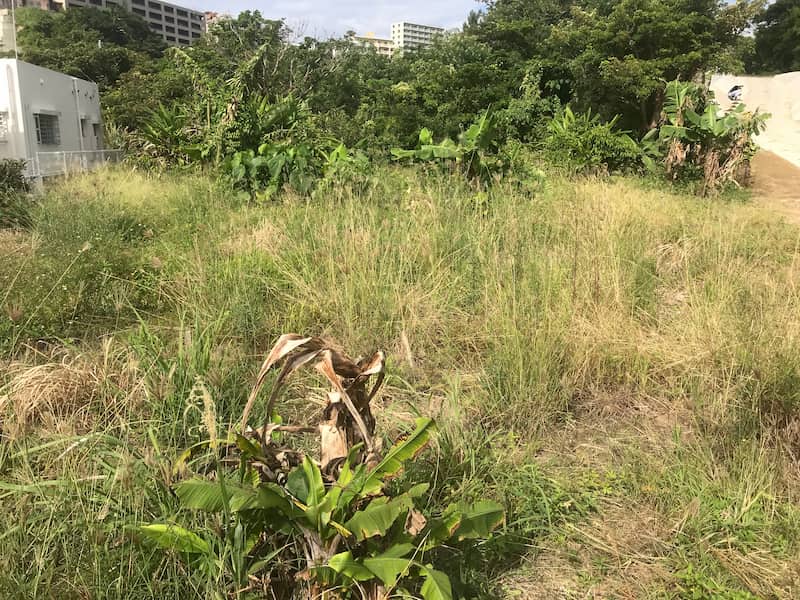 沖縄の草刈りが必要な畑