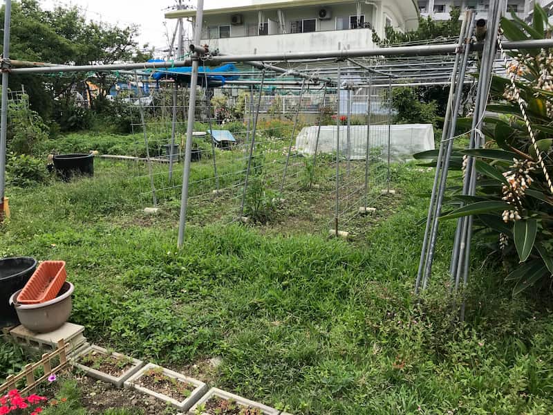 草が生い茂り、草刈りを必要としている畑