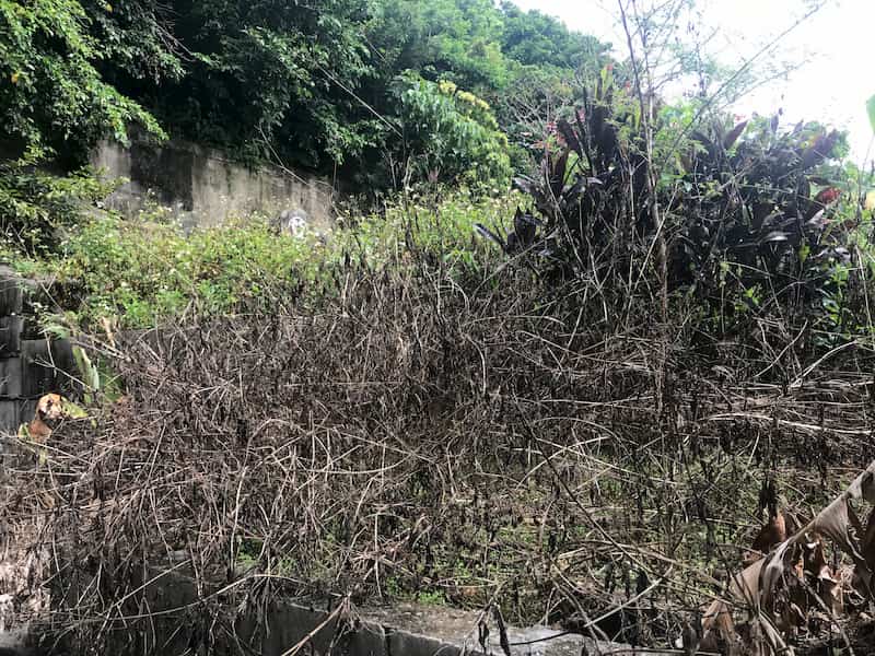 除草剤を使って以前清掃された沖縄のお墓の右側